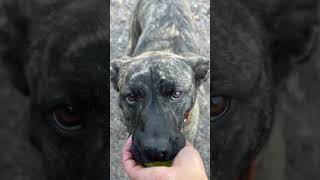 Video preview image #1 American Pit Bull Terrier-Unknown Mix Puppy For Sale in Webster, WI, USA