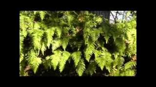 preview picture of video 'Licorice Fern (Polypodium glycyrrhiza), Dorris Ranch, Springfield, Oregon, USA'