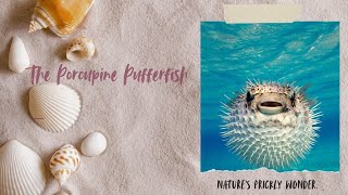 The Porcupine Pufferfish: Nature's Prickly Wonder