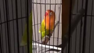 Download lagu AMAZING lovebird KUSUMO di tawar 2 M | Lovebird Kusumo Ngekek Panjang Bangetttt mp3 Download lagu AMAZING lovebird KUSUMO di tawar 2 M | Lovebird Kusumo Ngekek Panjang Bangetttt mp3