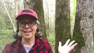 Tilia americana (basswood)