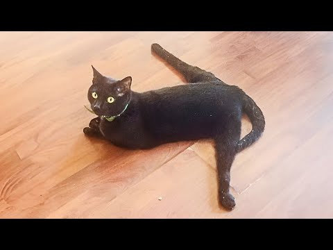 Who says black cats aren't cute 🐱 FUNNIEST Cat Videos 2023