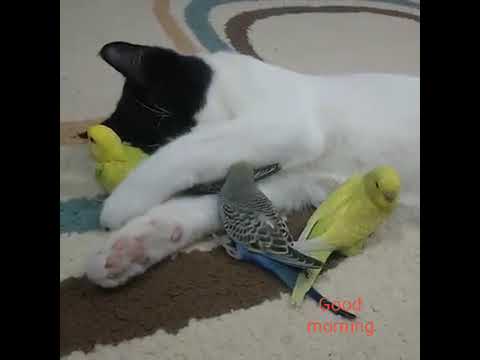 Beautiful Creatures Loves each other 💖💖💖