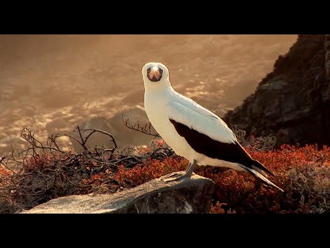 Sula maskovaná (Sula dactylatra) — pár s mláďaťom v kolónii
