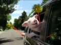 GEICO Commercial Piggy WEEEEEEEE