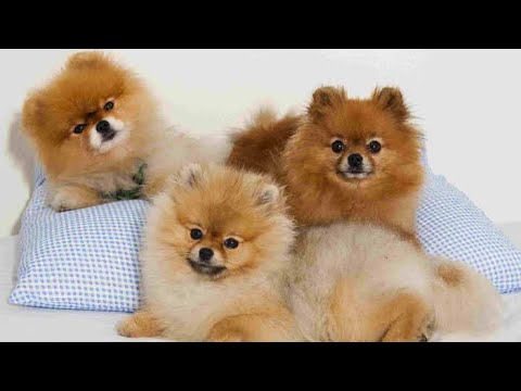 toy pom kennel || @pendutadkatv  || #toypom #toybreeds #pets #dog