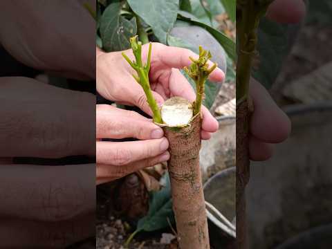 AVOCADO crown graft step by step 🌱🥑🌳 #avocado #avocadotree #avocado #grafts #avocado