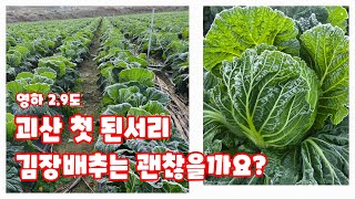 배추밭 첫 된서리 김장배추는 괜찮을까요 괴산절임배추 [배추재배방법]