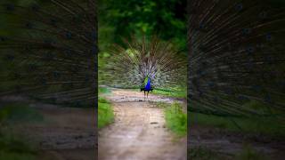 Download lagu mahre hiwda me nache mor mp3 Download lagu mahre hiwda me nache mor mp3