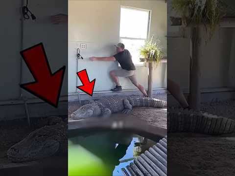 คุณจะไม่เชื่อ ว่าจระเข้​จะทําสิ่งนี้ ?