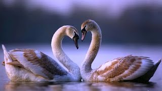 Days Ahead-Ryan Farish