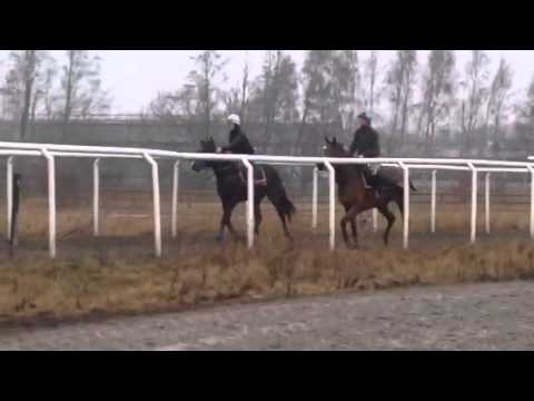 IKC Wild Cat first training in Sweden