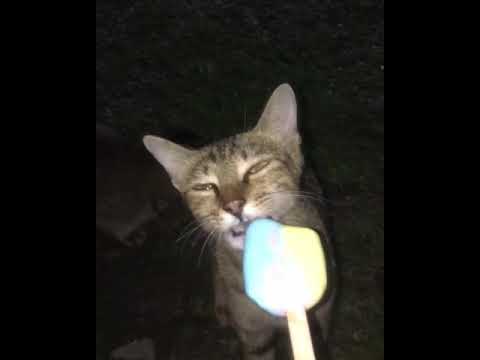 she like ice cream, nom nom 🤤 🐈😺