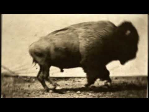 Vida Hostil - El Suelo Agreste Volverá a Crecer [Lyric Video]