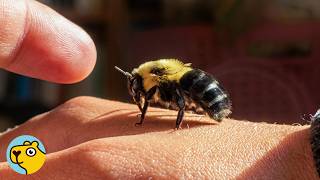 Tiny Bumblebee Bonds with Her Rescuer and Never Leaves Her Side