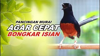 Download lagu 🔴 LIVE - Pancingan Murai Batu Malam Hari Agar Emosi Bongkar isian Cililin - Kenari gacor mp3