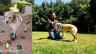 Perrito de 3 patas y su prótesis || entrenamiento de readaptación con Protesis.