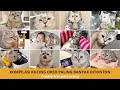 Kompilasi 20 Video Kucing Oreo Terlucu Yang Banyak Ditonton