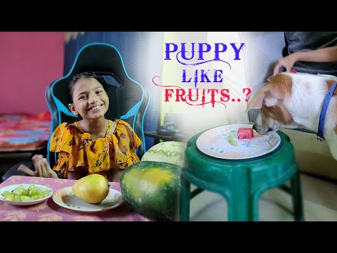 Dog Like Fruits? Let's Find It Out | Stories With krishika