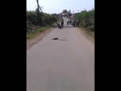 Cobra and nebla fight on road