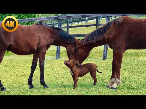 Mon chien parle le cheval ? | drôles de couples bizarres