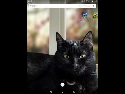Cute Black Cat Live Wallpaper video