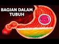 Perjalanan Makanan di Dalam Tubuh Perjalanan Makanan di Dalam Tubuh