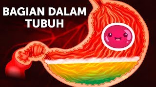 Download lagu Perjalanan Makanan di Dalam Tubuh mp3