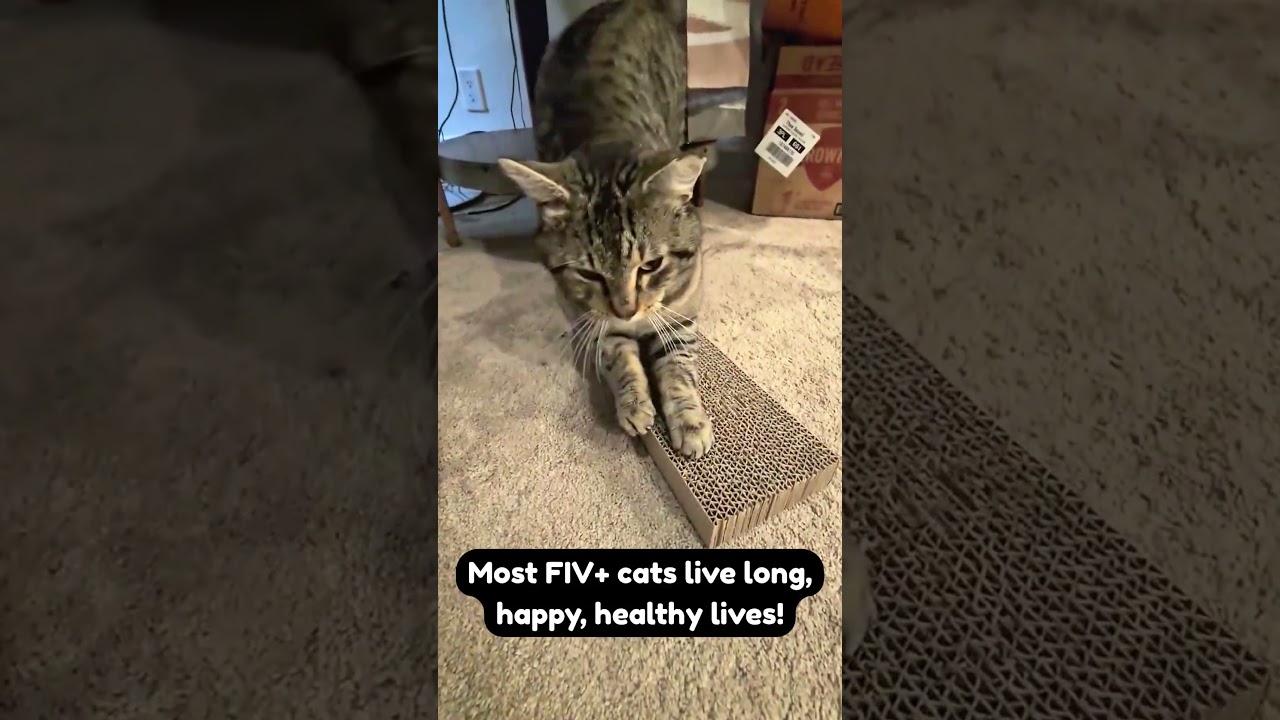 Enlarge Axel, a ADOPTABLE Domestic Short Hair in Redwood City, CA video 6/6