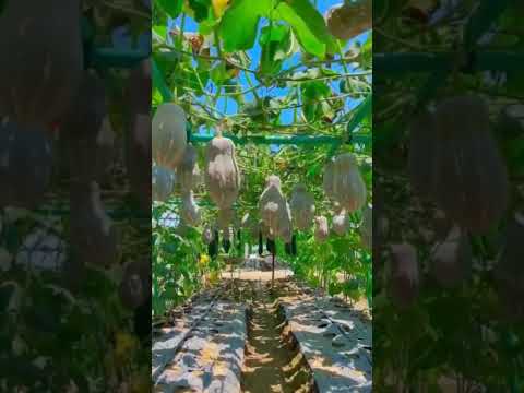 wow😍😱 #amazing #nature #garden #fruit