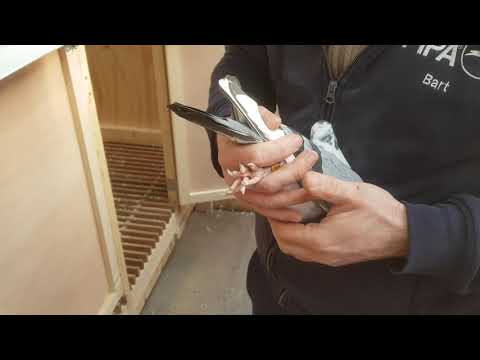 Bart Geerinckx - 1/2 brother Little Star 1st Nat. Ace KBDB