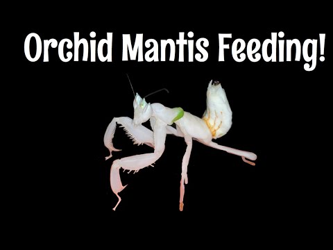 Orchid Mantis Feeding!