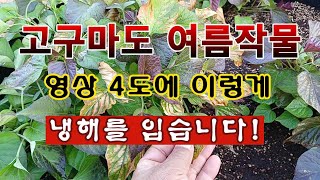 [텃밭농부 1,856]  고구마도 여름작물. 영상4도에서 이렇게 냉해를 입습니다. #고구마재배