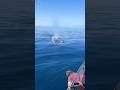 Whale Sounds Blue Whale Blow Hole 1