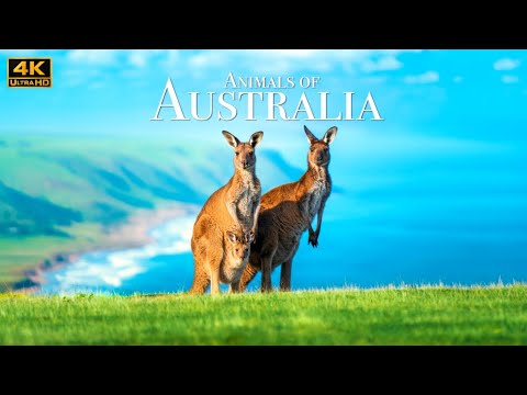 Animals of Australia 4K – Scenic Wildlife Film with Authentic Nature Sounds