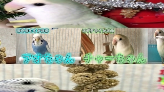 あおちゃあ【セキセイインコとコザクラインコ】 のライブ ストリーム