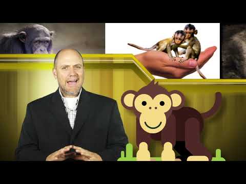 Virtual English Level 4  Man “High As A Kite” Tries To Steal Monkey From Zoo For Girlfriend