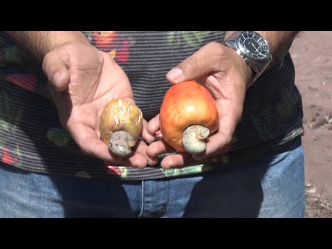 Produtor de Francisco Santos enfrenta dificuldades na produção de caju devido a clima 06 08 2022