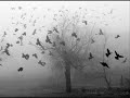 Codename John - The Crow