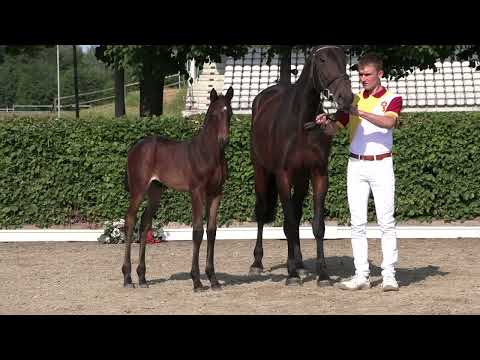 Trailer Cross Country 2022