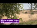 Stikstof verandert heidevelden op de Veluwe in bruine grasvlakten