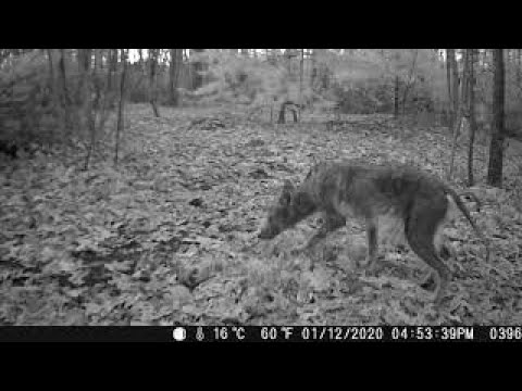 Chupacabra Caught in Attleboro, MA