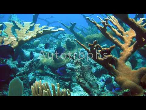 download lagu mp3 mp4 Marine Biome, download lagu Marine Biome gratis, unduh video klip Marine Biome