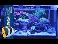 Coral Food Make Your Corals Fat And Healthy