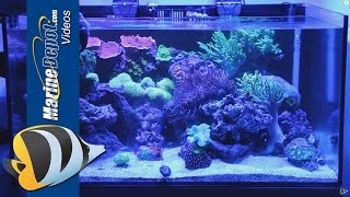 Coral Food: Make Your Corals Fat and Healthy