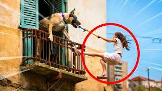 Animais Hérois que salvaram vidas Humanas #6