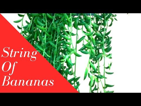 String of bananas|| How to grow and care string of Fishhooks|| Backyard Gardening Video