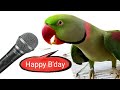 Pablo Parrot Dancing and Singing on Happy Birthday Song 😍