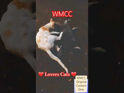 ❤Lovers Cats❤ Hameed-Edition