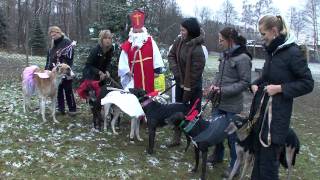 preview picture of video 'Vánoční nadílka - adopce chrtů greyhound - Chrastava u Liberce 02'